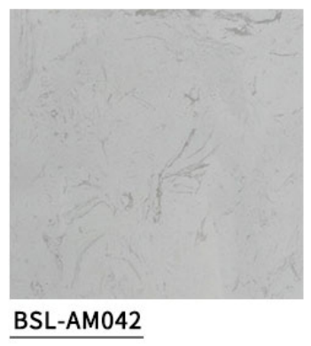 BSL-AM042